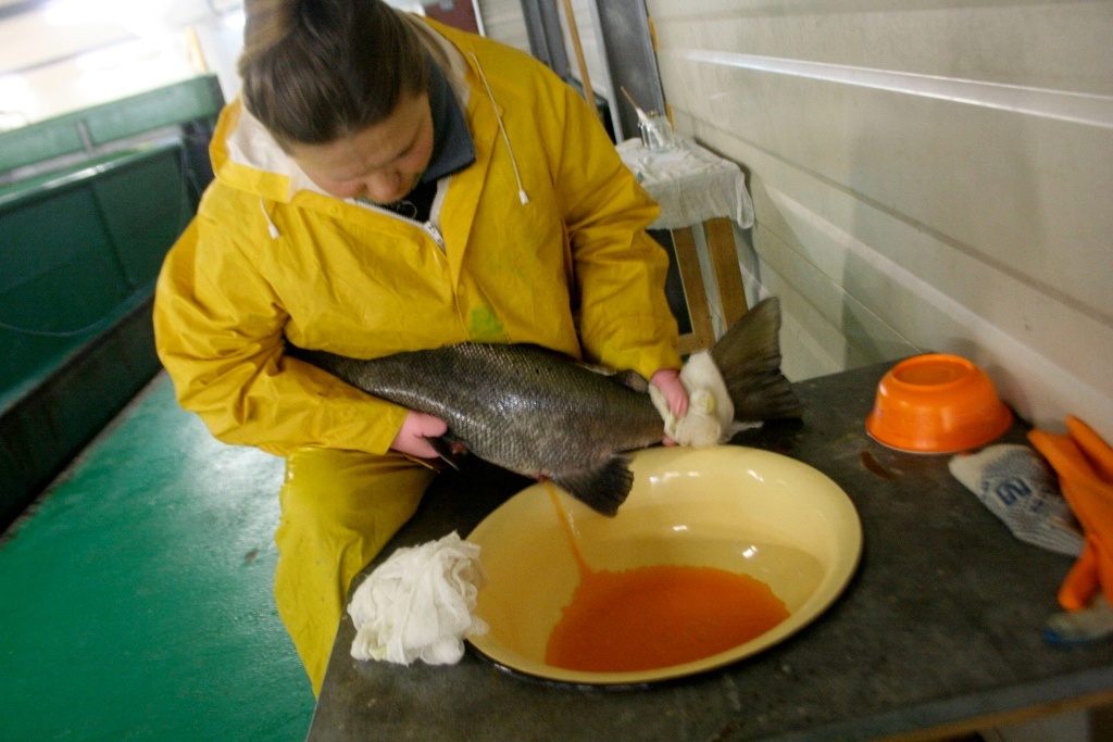 На Невском рыбоводном заводе произвели закладку в инкубатор оплодотворённой икры выловленного в Неве лосося
